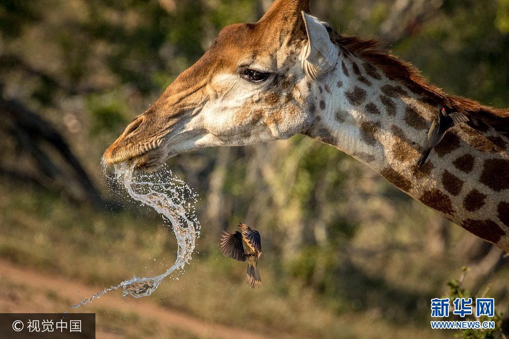 2017年8月3日讯（具体拍摄时间不详），南非克鲁格国家公园，摄影师Samuel Cox 拍摄到，一只长颈鹿朝一只红嘴牛椋鸟喷水，试图驱赶这只正在它身上捕食的小鸟。***_***Pictured The giraffe spraying water to get rid of the birds. An angry giraffe spits a torrent of water at small birds gathering around her head. The female Cape giraffe squirted water from her mouth and shook her head to get rid of red billed oxpeckers that were flocking around her to feed on ticks. Photographer Samuel Cox who works for volunteering organisation African Impact snapped the extraordinary sight in Greater Kruger National Park South Africa. SEE OUR COPY FOR DETAILS. Please byline Samuel Cox Solent News Samuel Cox Solent News Photo Agency UK 44 0 2380 458800