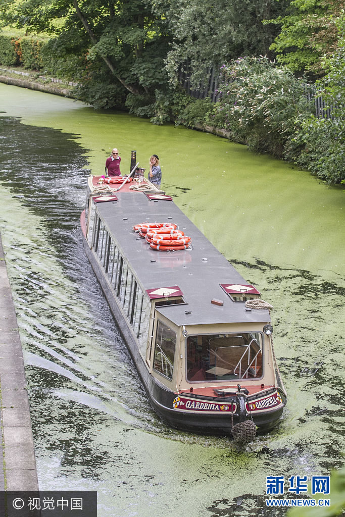 当地时间2017年8月16日，英国伦敦，一艘船只通过伦敦摄政运河，由于最近气温过高，导致河水内蓝藻疯狂生长，危害到了运河内的水生环境和鱼类的存活。***_***LONDON, UNITED KINGDOM - AUGUST 16: A barge navigates through Regent's Canal London covered in growing green algae which thrives under the  recent warm conditions and can be toxic and harmful to fish life on August 16, 2017 in London, England.  Mild weather and fertilisers washing into waterways after heavy rain have been blamed for widespread algae covering inland water, putting pets at risk and devastating fish stocks. The algae starve fresh water of oxygen and when they are the blue-green toxic cyanobacteria are a risk to human and animal health as ingestion can lead to symptoms including convulsions and liver failure.  PHOTOGRAPH BY Amer Ghazzal / Barcroft Media  London-T:+44 207 033 1031 E:hello@barcroftmedia.com New York-T:+1 212 796 2458 E:hello@barcroftusa.com New Delhi-T:+91 11 4053 2429 E:hello@barcroftindia.com www.barcroftimages.com