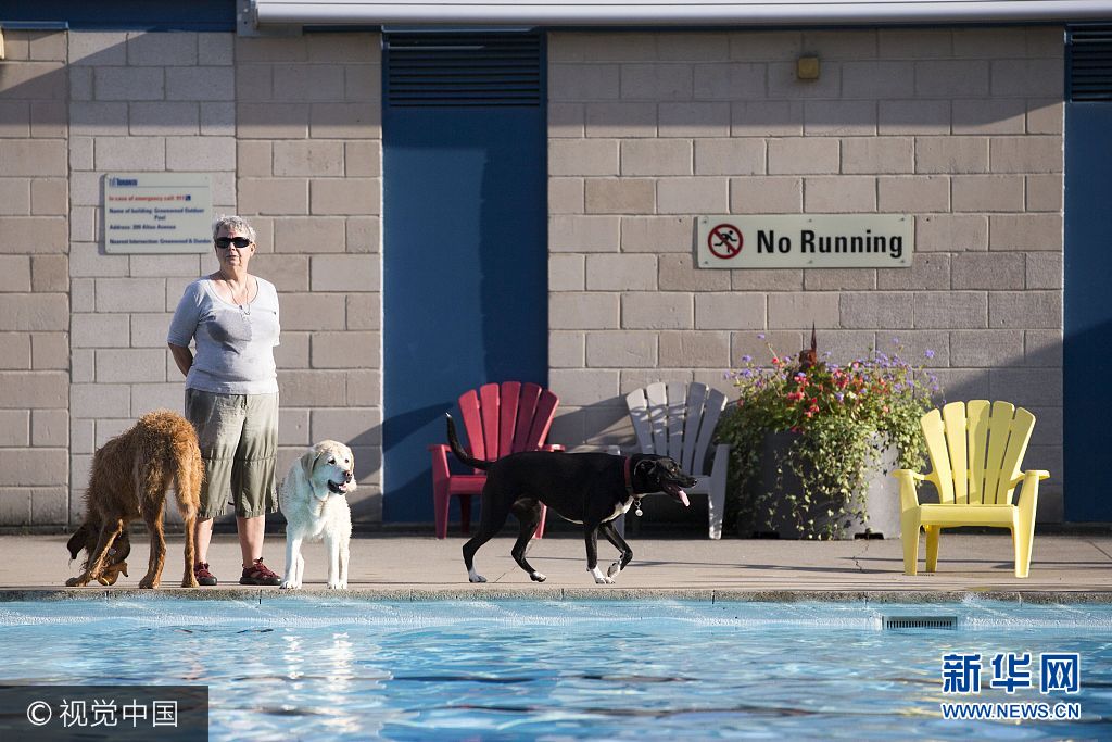 当地时间2017年9月3日，加拿大多伦多，格林伍德公园游泳池在开放的最后一天对狗狗开放。***_***TORONTO, ON - SEPTEMBER 3  -  Greenwood Park Pool opened its pool on the last day of the season to dogs.  September 3, 2017.        (Carlos Osorio/Toronto Star via Getty Images)