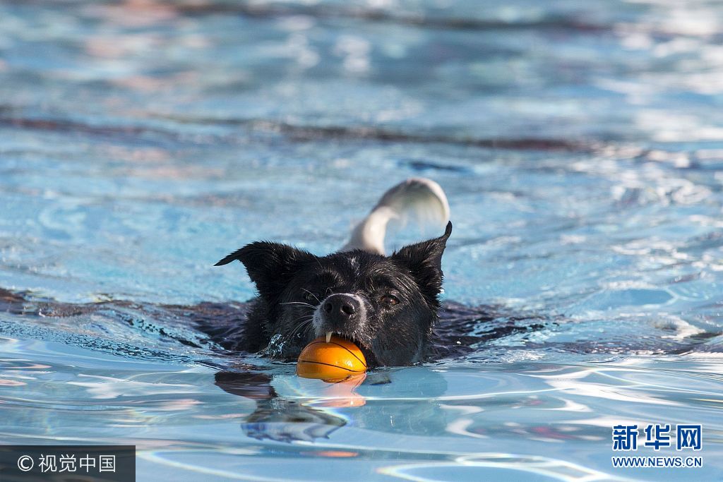 当地时间2017年9月3日，加拿大多伦多，格林伍德公园游泳池在开放的最后一天对狗狗开放。***_***TORONTO, ON - SEPTEMBER 3  -  Greenwood Park Pool opened its pool on the last day of the season to dogs.  September 3, 2017.        (Carlos Osorio/Toronto Star via Getty Images)