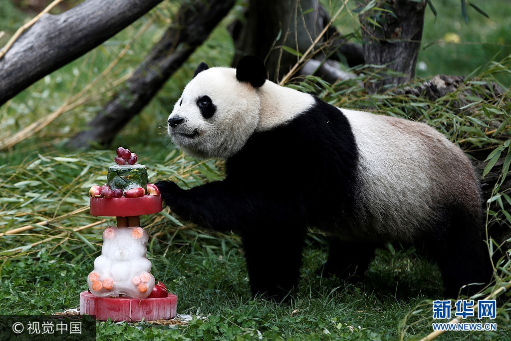 当地时间2017年9月9日， 西班牙马德里，马德里动物园为雌性大熊猫竹莉娜(Chulina)庆祝第一个生日。***_***MADRID, SPAIN - SEPTEMBER 9: Madrid zoo celebrates the first birthday of female panda 'Chulina' delivering a big bambu cake to Chulina in Madrid, Spain on September 9, 2017.   (Photo by Burak Akbulut/Anadolu Agency/Getty Images)