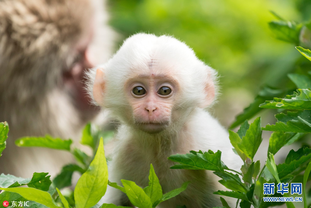 日本公园现罕见白色雪猴 可爱的像个小公举(组