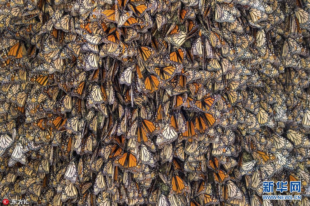 实拍墨西哥帝王斑蝶大迁徙 场面壮观密集到毛