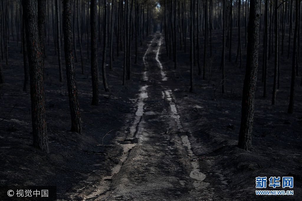 当地时间2017年10月17日，葡萄牙大马里尼亚，当地遭山火肆虐。***_***Trees are seen after a forest fire near Marinha Grande, Portugal, October 17, 2017. Rafael Marchante
