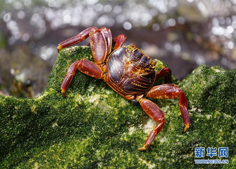 （国际·一周看天下）红石蟹