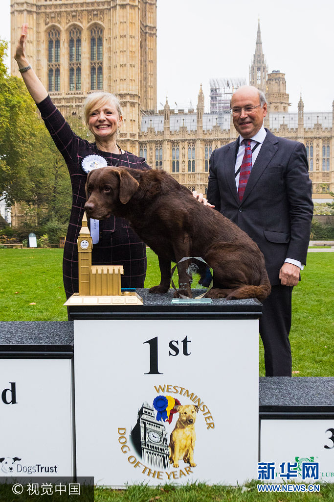 英国议员携爱犬参加“威斯敏斯特年度狗狗”大赛 战况激烈