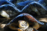印尼巴厘岛警方营救遭猎捕海龟