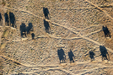 澳摄影师百米高空拍象群沙漠唯美投影