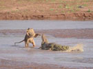 肯尼亚：三只狮子围攻鳄鱼 场面惨烈（组图）