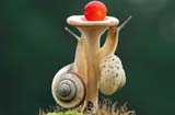 两只蜗牛爬蘑菇抢水果 萌翻众人（高清组图）
