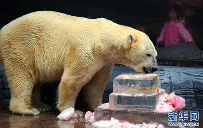 新加坡动物园为北极熊庆生