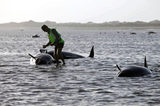 新西兰海滩198头鲸鱼搁浅