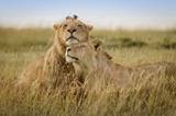 摄影师展示非洲野生动物的浪漫情怀