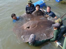泰国捕获全球最大淡水鱼
