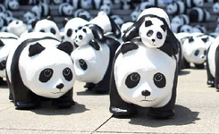 熊猫军团“占领”首尔