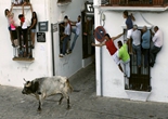 西班牙拴牛绳节猛牛来袭 民众爬窗户躲避
