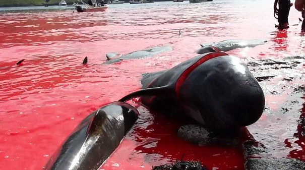 法罗群岛杀250头鲸血染海滩引争议（高清组图）