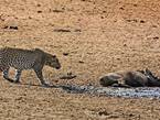 南非花豹悄然靠近捕食熟睡疣猪