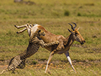 肯尼亚动物摄影师记录羚羊豹口逃生画面