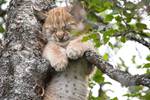 小山猫树上睡觉可爱至极