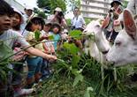 日本用山羊为小区除草 居民称可“治愈心灵”