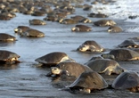 数十万海龟蜂拥至哥斯达黎加海滩产卵