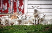 新西兰“牧羊猫”混迹羊群成领导 走红网络