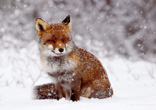 美丽非凡雪中童话：狐狸其实很纯粹