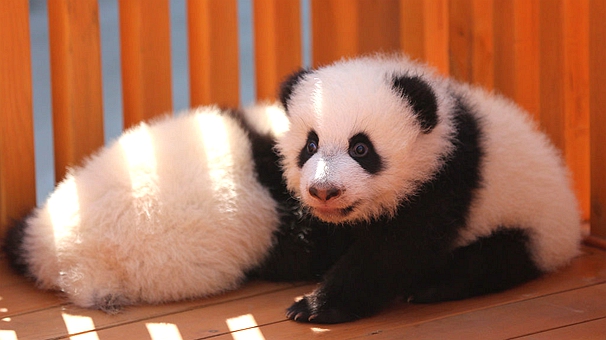 @所有人 有三只满百天的大熊猫征名认养啦