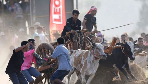 泰国佛丕府举行年度牛车大赛 场面激烈