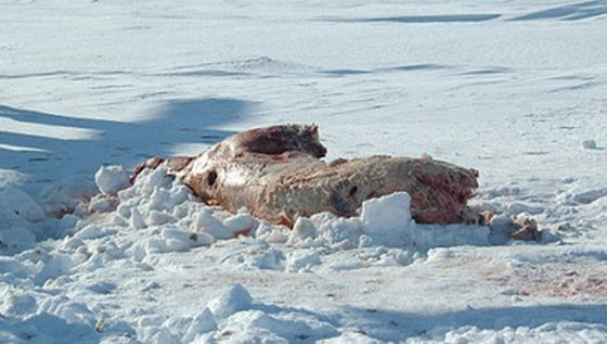 俄罗斯北极熊遭不法分子猎杀尸体被剥皮（组图）
