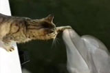 美公园小猫轻抚海豚暖心亲密玩耍