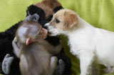英小黑猩猩遭遗弃与小狗变好友（组图）