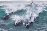 海豚群闯冲浪比赛现场 秀劈波斩浪绝技