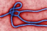 关于埃博拉病毒 你须知道的七个关键词（高清）
