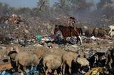 战争中的加沙城：羊倌垃圾堆中放羊（组图）