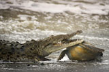大海龟惨遭巨鳄一口咬住头颅 血腥一幕被摄影师拍下