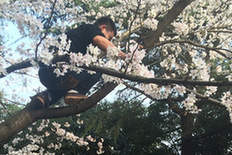武大赏花 游客爬树造“樱花雨”