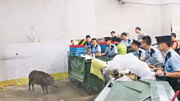 野猪近期频繁现身香港街头 警察忙晕头