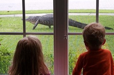 鳄鱼闯进自家草坪 儿童看得目不转睛
