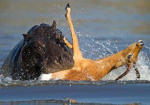 黑斑羚被猎狗追杀入河又遭河马围堵（高清组图）