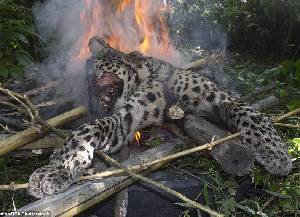 印度一豹子伤人 被村民打死焚尸（高清组图）