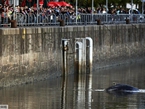 阿根廷一只露脊鲸在港口搁浅【组图】