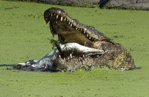 南非鳄鱼吞食幼崽 场面震撼血腥（高清组图）