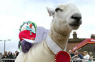苏格兰莫法特赛羊比赛 小羊着可爱服装飞奔萌哭众人