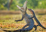 大胆蜥蜴挑衅鳄鱼 紧贴其背部试图“驯服”巨型对手（组图）