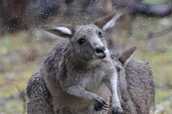 澳大利亚首都迎来降雪 袋鼠抖掉身上雪水