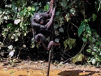 实拍刚果猩猩丛林生活 聚众嬉戏如开“运动会”【高清组图】