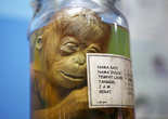印尼办罐装动物标本展览 小猩猩“微笑”如生(组图)