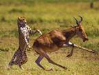 非洲羚羊遭凶猛猎豹猛攻侥幸逃脱【高清组图】